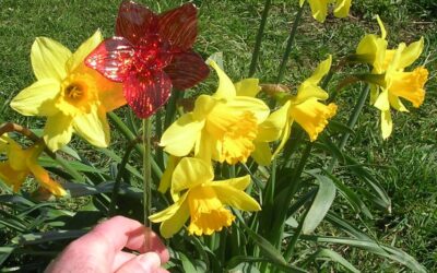 FLOWER POWER